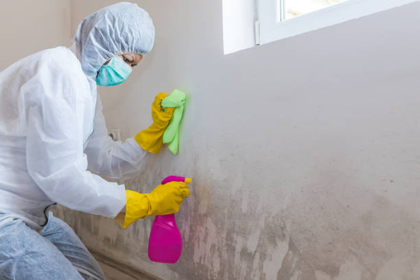  Gunnison, UT Mold Removal & Remediation Pros