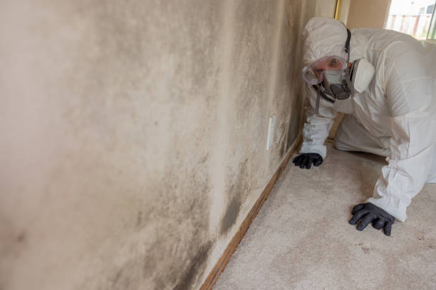 Best Attic Mold Removal  in Gunnison, UT